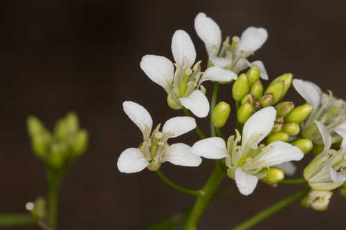 Neobeckia aquatica #36